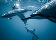 意甲综合：AC米兰客场不敌拉齐奥